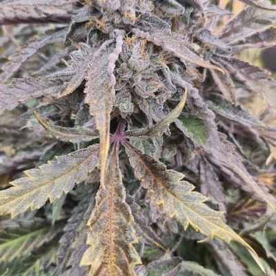 #treelittlebirds | Alien Kush Auto