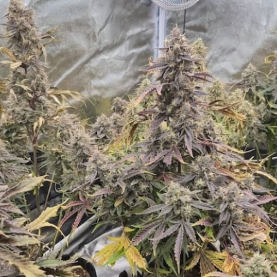#treelittlebirds | Alien Kush Auto