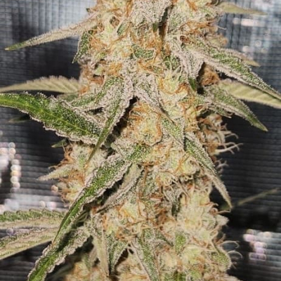#fj | Candy Joy Auto