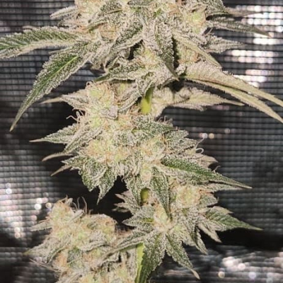 #fj | Candy Joy Auto