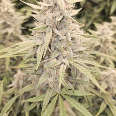 #js | Cotton Frost Auto