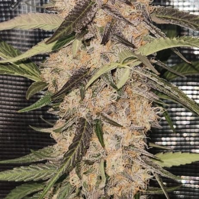 #fj | Gorilla Breath Auto