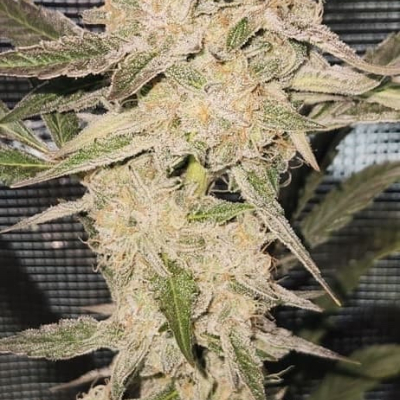 #fj | Happy Dough Auto