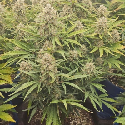 #js | Happy Dough Auto