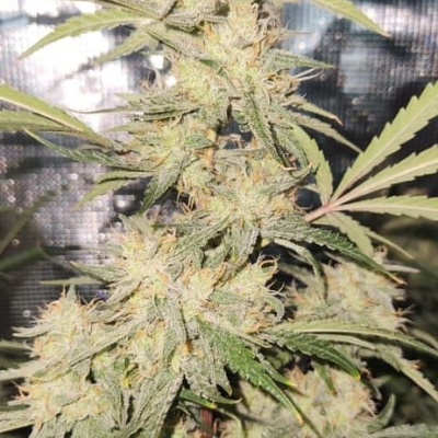 #fj | Smiling Gorilla Auto