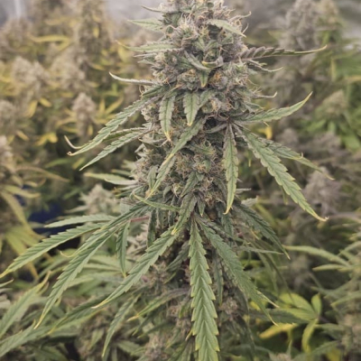 #js | Smiling Gorilla Auto