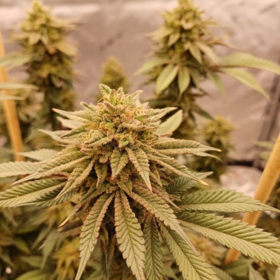 #growlikeaz | Apple Banana Candy