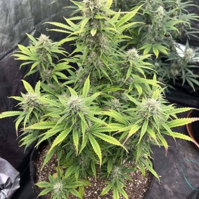 #elliots | Gorilla Cookies Auto