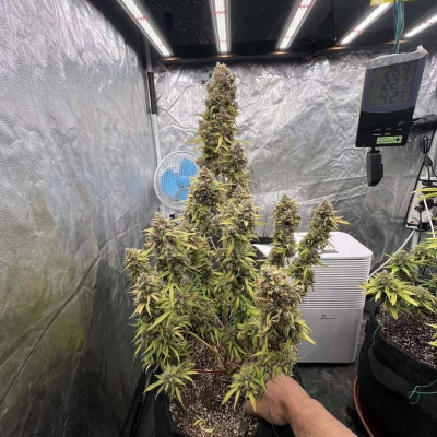 1st Auto Grow | Strawberry Banana Auto