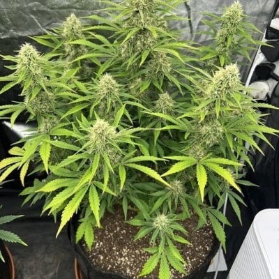 #elliots | Strawberry Banana Auto