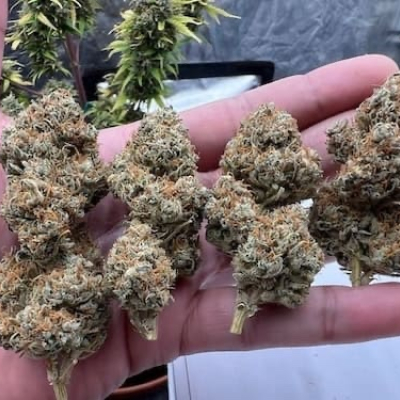  | Strawberry Banana Auto