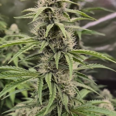 #treelittlebirds | Strawberry Cheesecake Auto