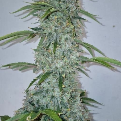 #treelittlebirds | Strawberry Cheesecake Auto
