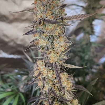 #fj | Tangie Joy Auto