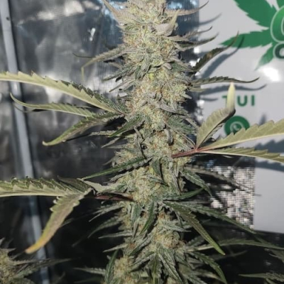 #fj | Tangie Joy Auto