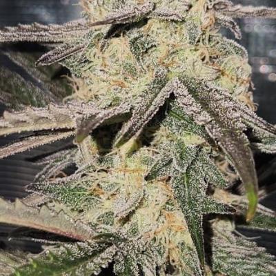 #fj | Tangie Joy Auto