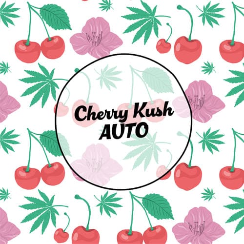 Cherry Kush Auto - 2