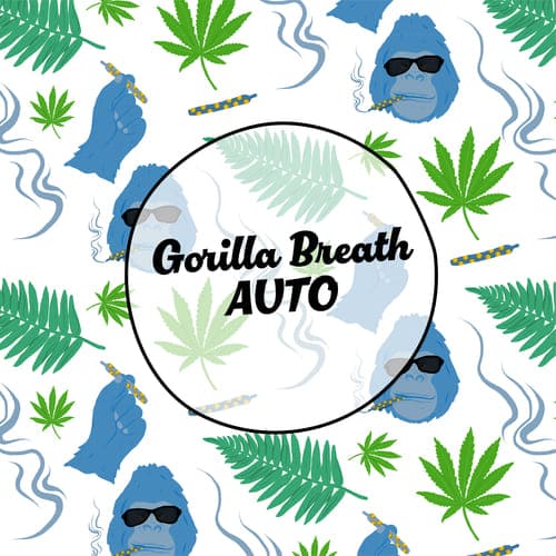 Gorilla Breath Auto - 4