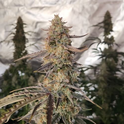 Tangie Joy Auto