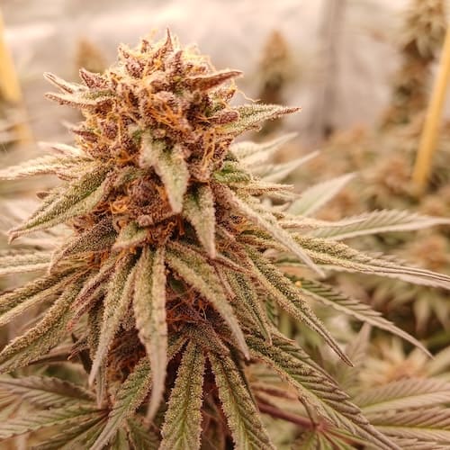 Banana Tangie