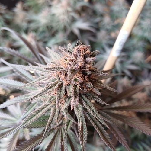 Banana Tangie - 2