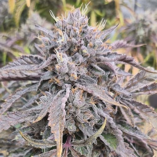 Alien Kush Auto