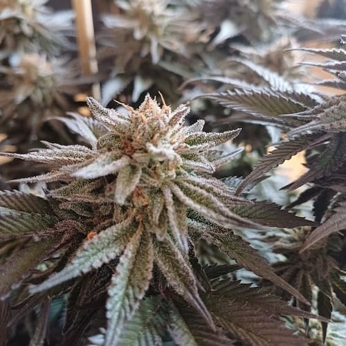 Banana Blizzard - 2