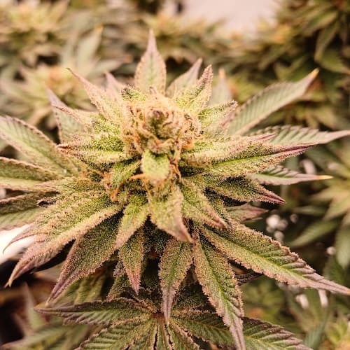 Banana Creme - 2