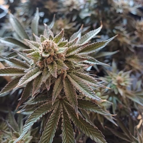 Banana Creme