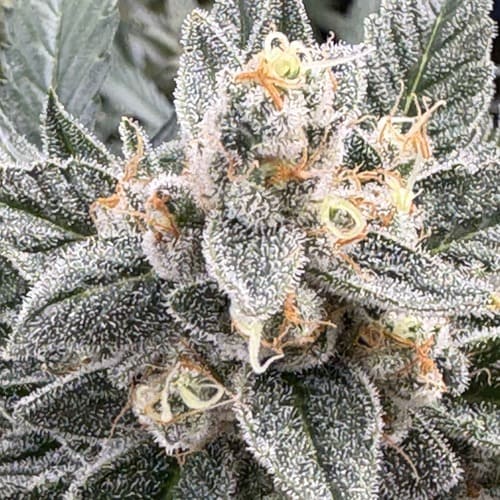 Cherry Kush Auto - 2