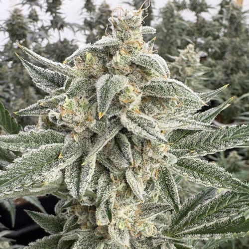 Cherry Kush Auto - 3