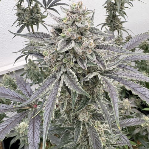 GMO Auto