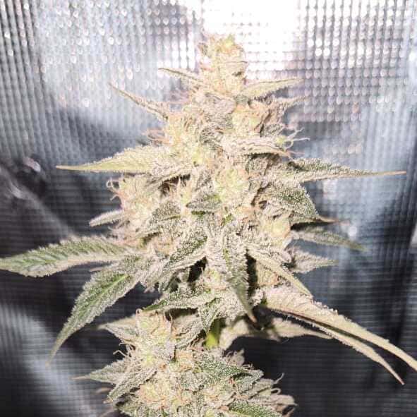 Candy Joy Auto