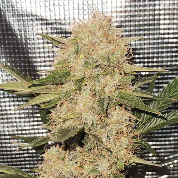 Cotton Frost Auto
