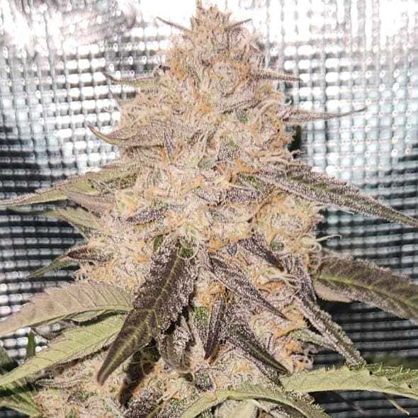 Gorilla Breath Auto