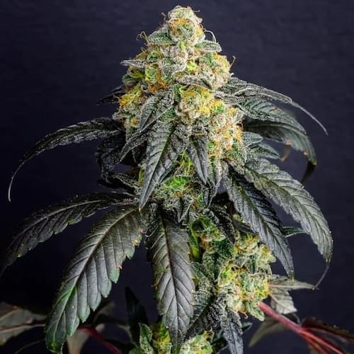 Gorilla Cake