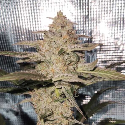 Happy Dough Auto