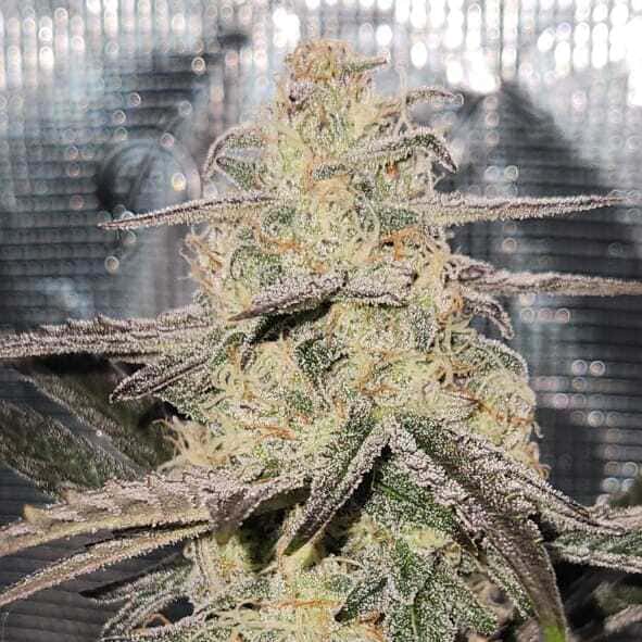 Tangie Joy Auto