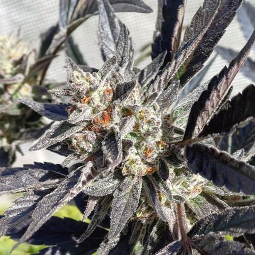 Watermelon Gelato