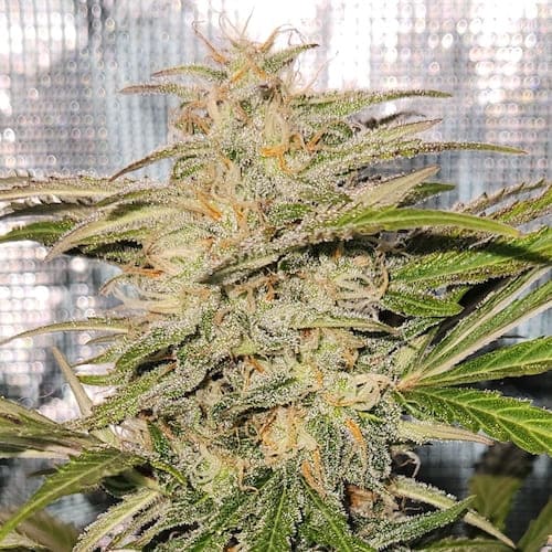 Cherry Kush Auto