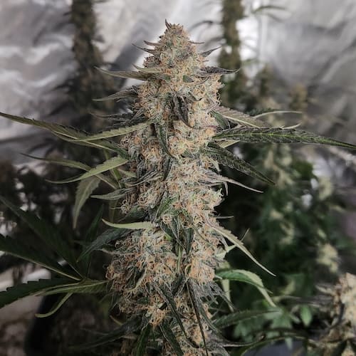 Gorilla Breath Auto - 2