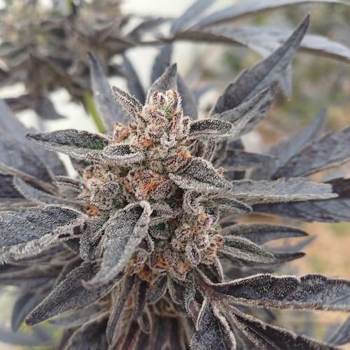 Watermelon Gelato