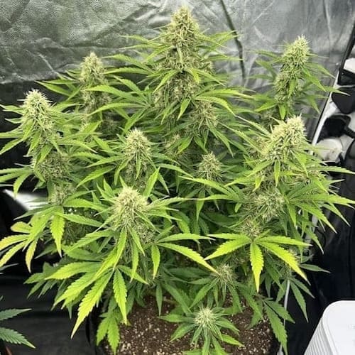 Strawberry Banana Auto