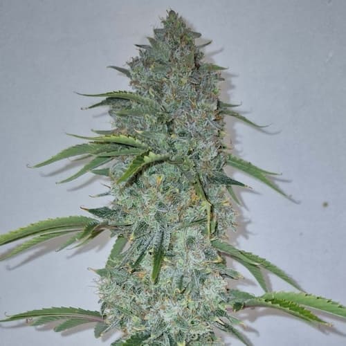 Strawberry Cheesecake Auto